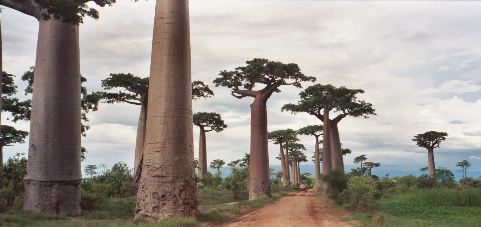 Madagaskaras baobaba aleja saulrietā ar oranžām debesīm Madagaskaras baobaba aleja saulrietā ar oranžām debesīm