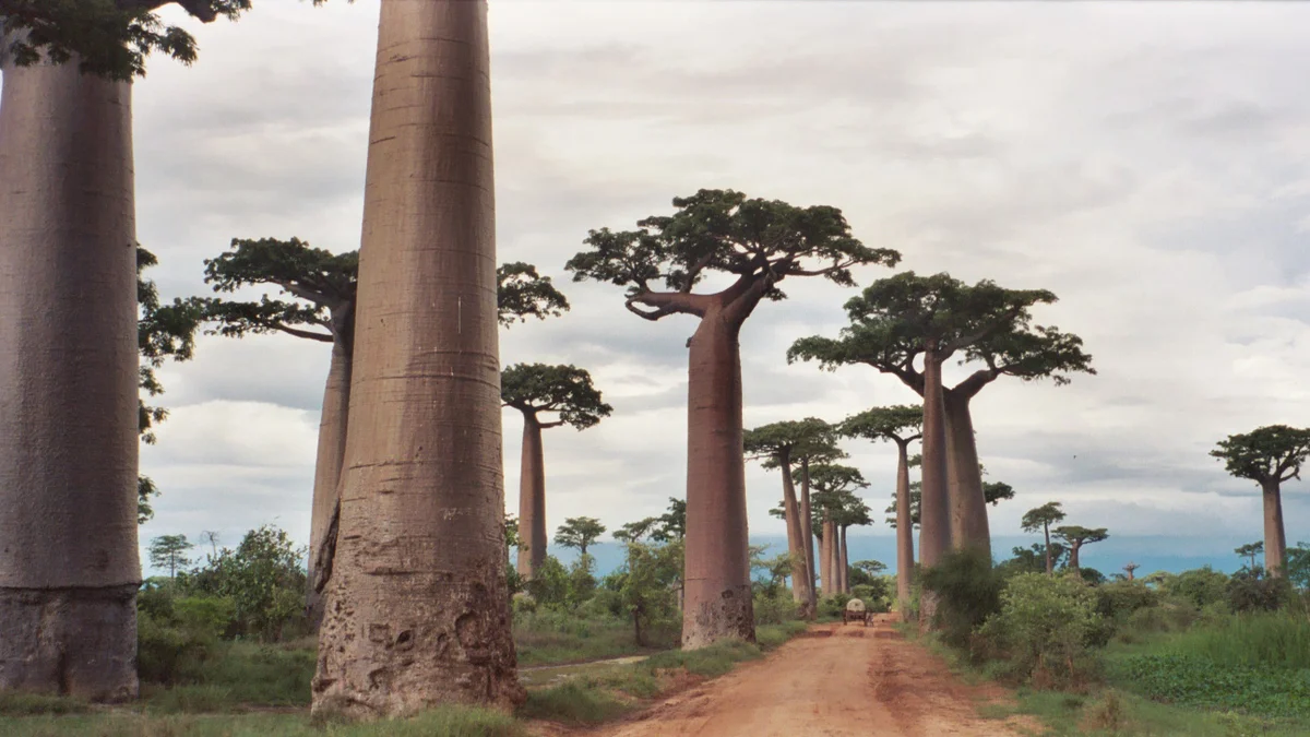 Madagaskaras baobaba aleja saulrietā ar oranžām debesīm Madagaskaras baobaba aleja saulrietā ar oranžām debesīm