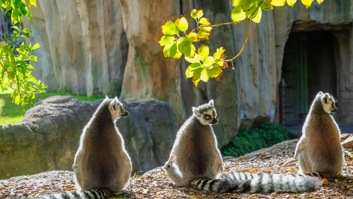 madagaskara3 madagaskara3
