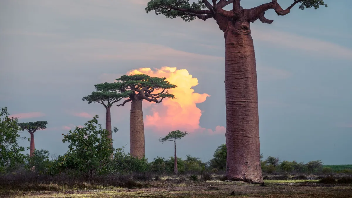 madagaskara madagaskara