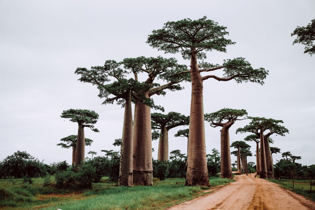 celojums_madagaskara