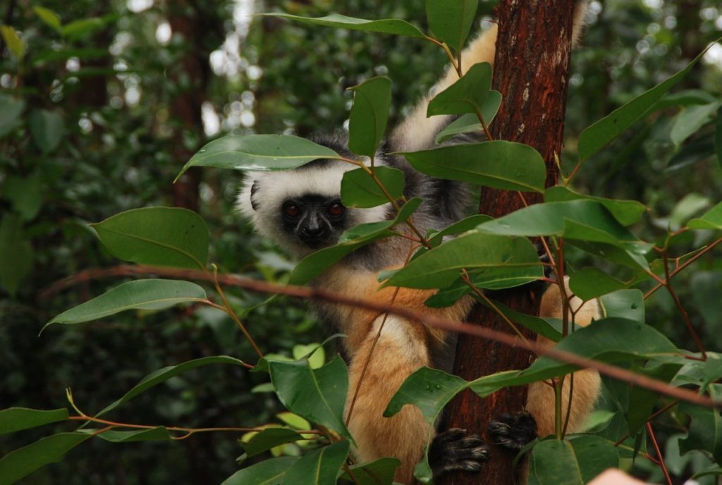 lemur-of-madagascar-1-1360892-1279x858